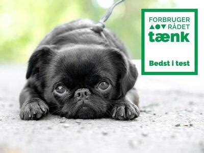 bedste hundesygeforsikring|TEST Hundeforsikringer – find den bedste og billigste her